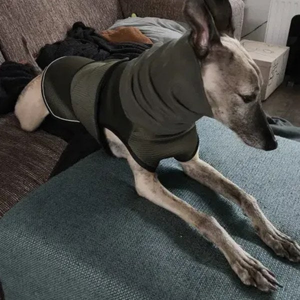 Reseña de Ivan Lowe: su perro descansando con el chaleco antiestrés PetSolver verde