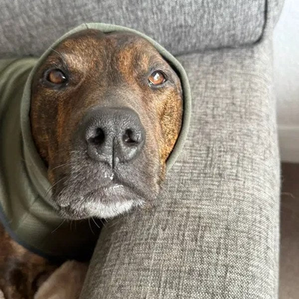 Reseña de Keneth Kirlin: su perro con el chaleco antiestrés PetSolver verde