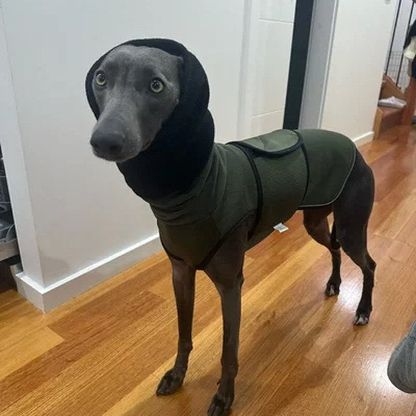 Reseña de Kerry Wiegand: su perro con el chaleco antiestrés PetSolver verde